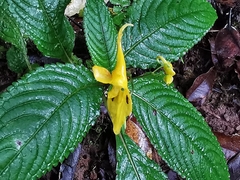 Impatiens longiloba