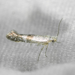 Argyresthia inscriptella