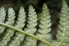 Athyrium oppositipennum