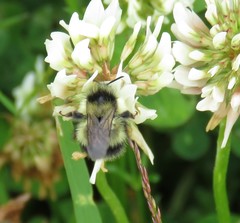 Bombus vagans bolsteri