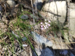 Allium rubens