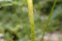 Athyrium oppositipennum