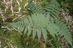 Athyrium oppositipennum