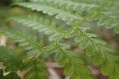 Athyrium oppositipennum