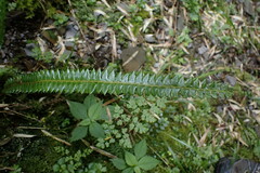 Polystichum stenophyllum