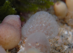 Clavelinidae