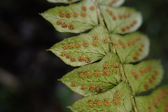Polystichum stenophyllum