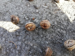 Eucalyptus megacarpa