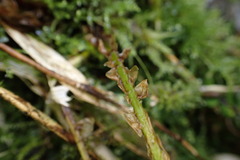 Polystichum stenophyllum