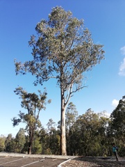 Eucalyptus megacarpa