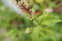 Liocoris tripustulatus