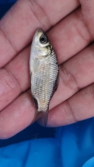 Carassius auratus