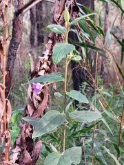 Howittia trilocularis