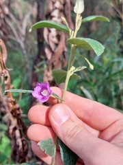 Howittia trilocularis