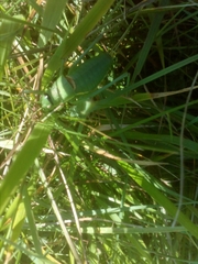 Ephippiger perforatus