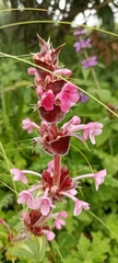 Morina longifolia