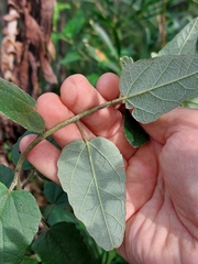 Howittia trilocularis