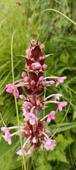 Morina longifolia