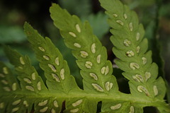 Deparia jiulungensis