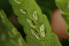 Deparia jiulungensis