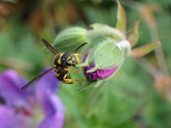 Ancistrocerus claripennis