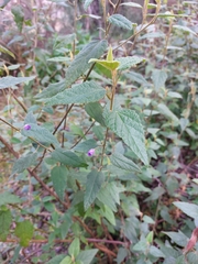 Howittia trilocularis