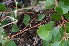 Tachyglossus aculeatus multiaculeatus