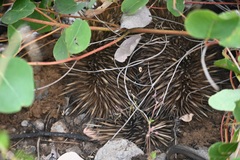 Tachyglossus aculeatus multiaculeatus