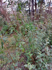 Howittia trilocularis