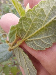 Howittia trilocularis