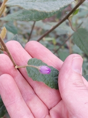 Howittia trilocularis