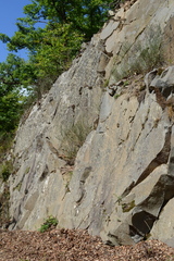 Dianthus gratianopolitanus
