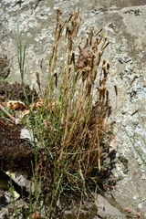 Dianthus gratianopolitanus