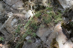 Dianthus gratianopolitanus