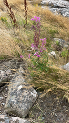Chamaenerion angustifolium