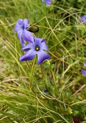 Cyananthus lobatus