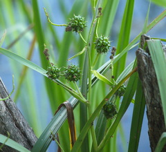Sparganium erectum erectum