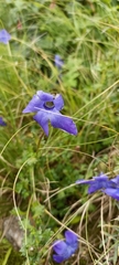 Cyananthus lobatus