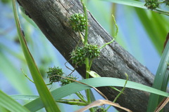 Sparganium erectum erectum