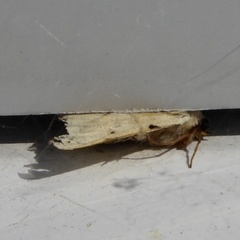 Rivula sericealis