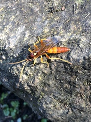 Lymantrichneumon