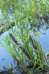 Sparganium erectum erectum