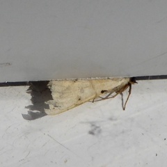 Rivula sericealis