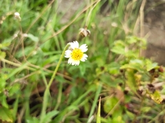 Tridax procumbens