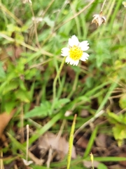 Tridax procumbens