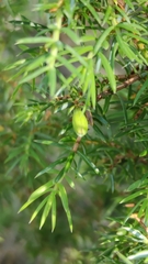 Oligotrophus juniperinus