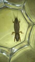 Gryllotalpa orientalis