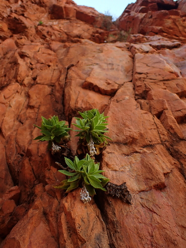 Image of Cremnothamnus thomsonii by (c) Nina Kerr, some rights reserved (CC BY)
