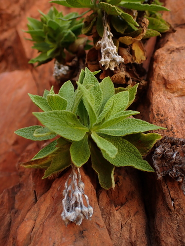 Image of Cremnothamnus thomsonii by (c) Nina Kerr, some rights reserved (CC BY)