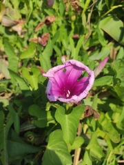 Ipomoea